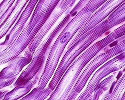 Tecido Tricoline Tecido Tricoline
